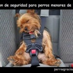 imagen con la cual se muestra que los perros no pueden viajar en un vehículo de cualquier forma.